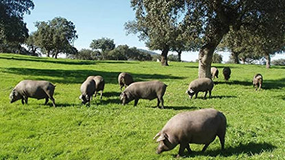 5 KG, Paleta ibérica de Bellota 50% Raza Ibérica, de "BADAJOZ", Curación 100% Natural