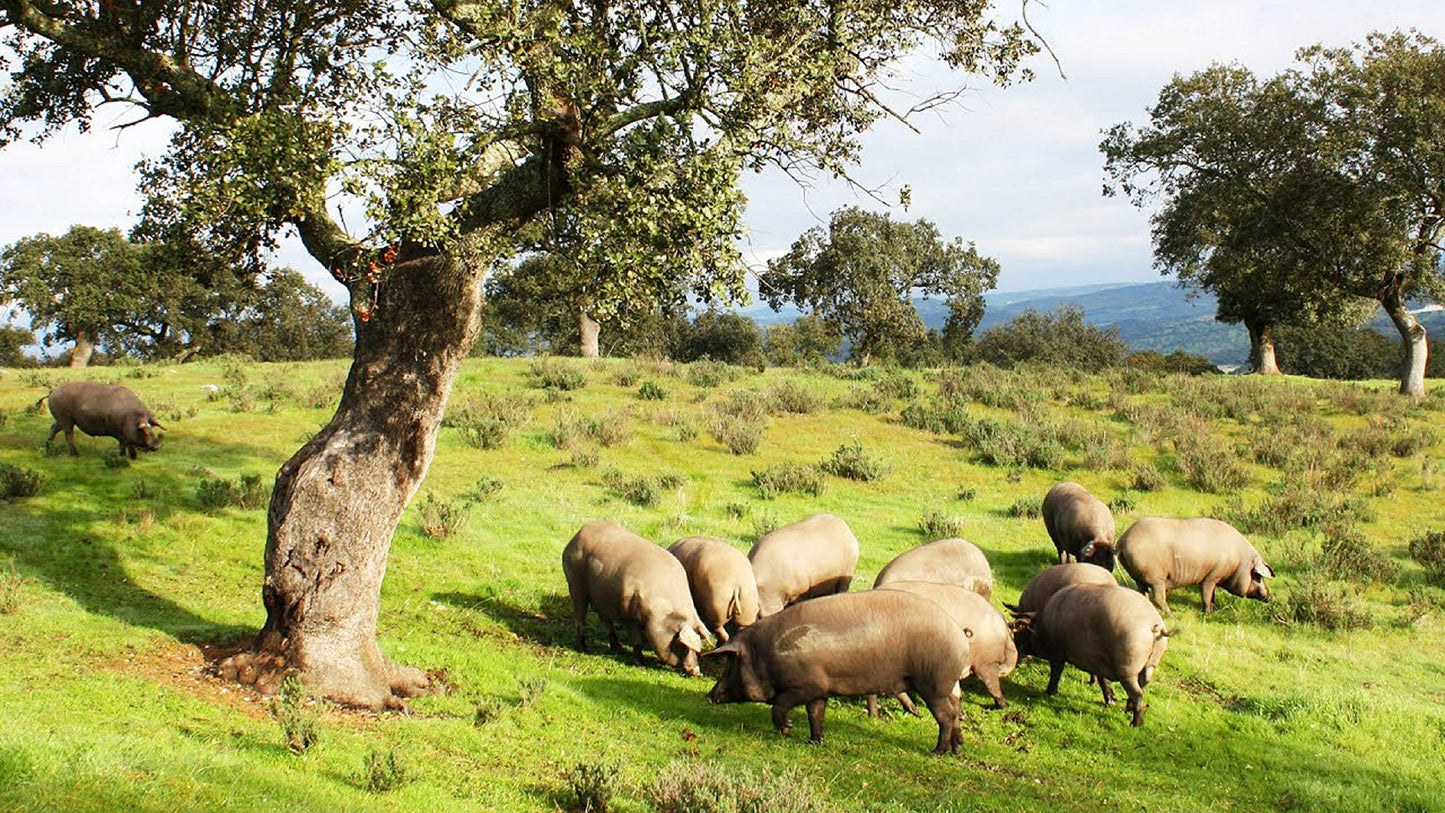5 Kg Paleta Ib¨|rica de Bellota Pata Negra, Curaci¨?n Natural de 24 - 30 meses - Jam¨?n Ib¨|rico de Bellota | INSIGNIA IBERICA