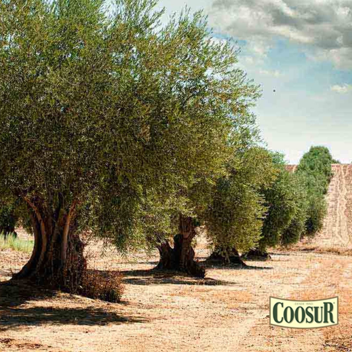 COOSUR Aceite de Oliva Virgen Extra Selección Cooperativa, 5L